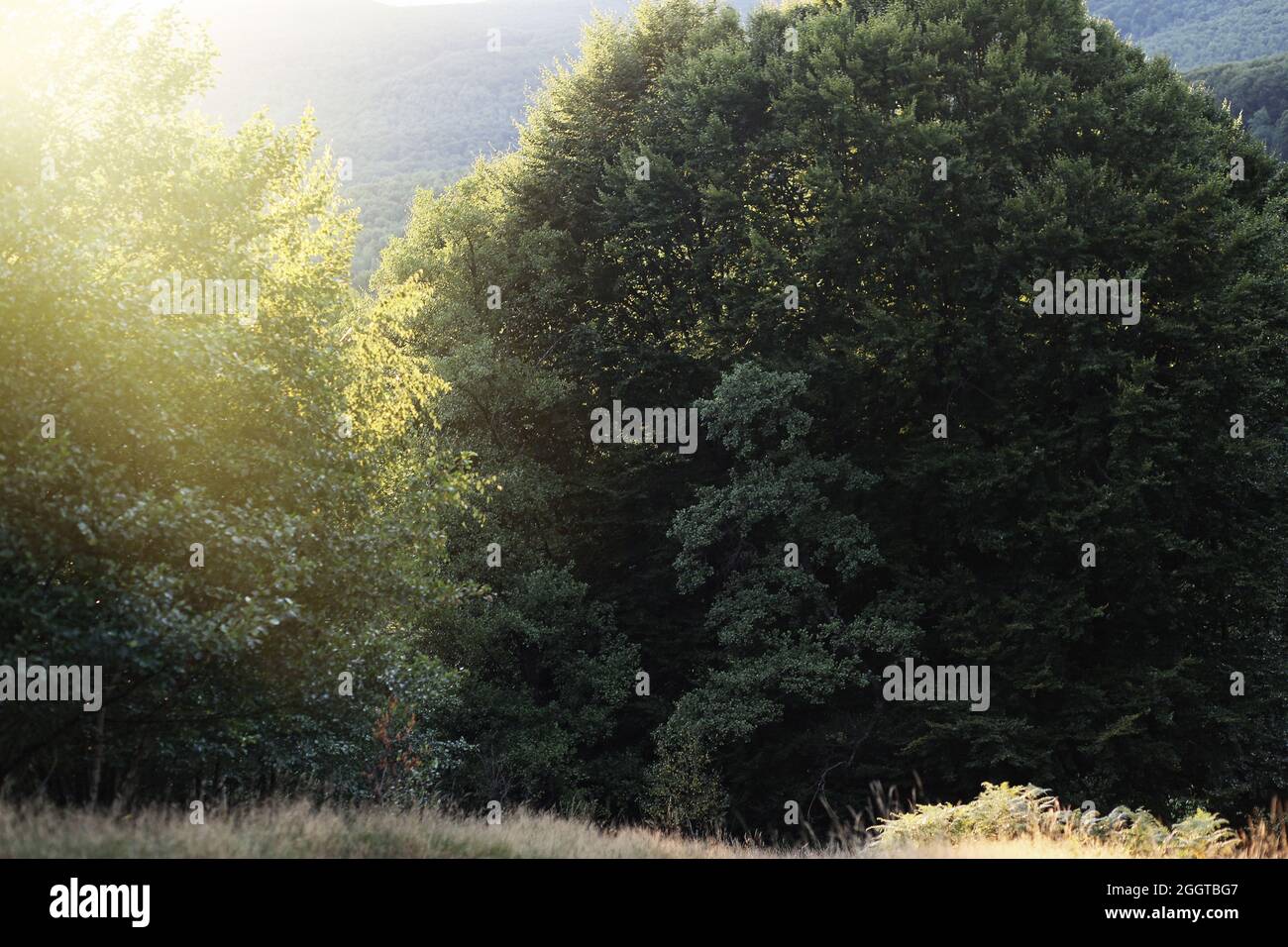 Friedlicher, entspannender Blick auf die Berge. Karpaten bei Sonnenuntergang. Sommerlandschaft. Tranquility Konzept, Wellness natürlichen Ort. Hochwertige Fotos Stockfoto