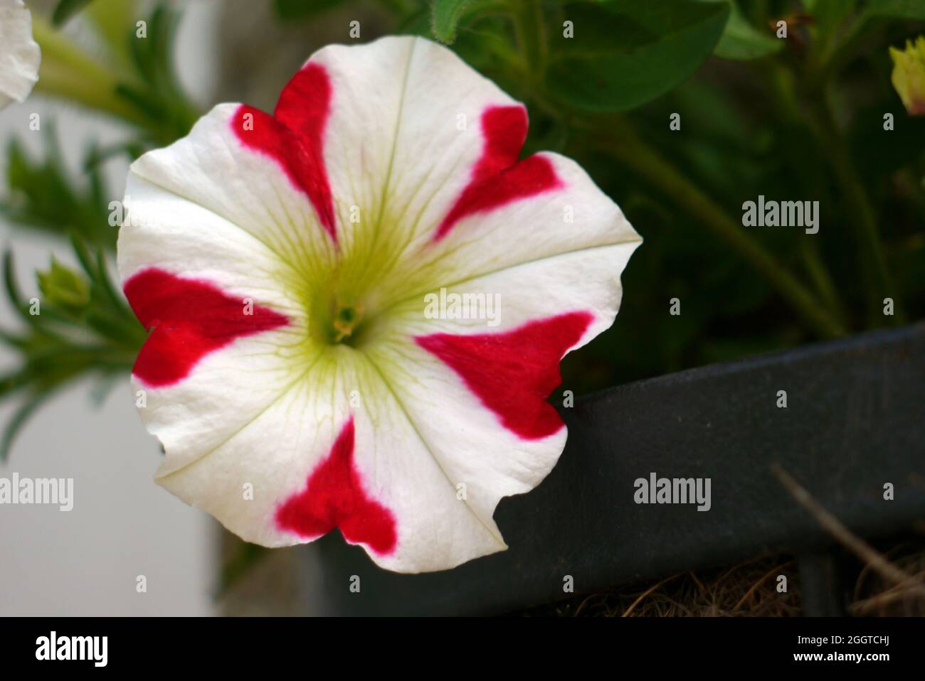 Einzelne rot/weiße Petunia 'Amore King of Hearts' Blume, an einer Grenze angebaut, in einem englischen Cottage Garden, Lancashire, England, Großbritannien. Stockfoto