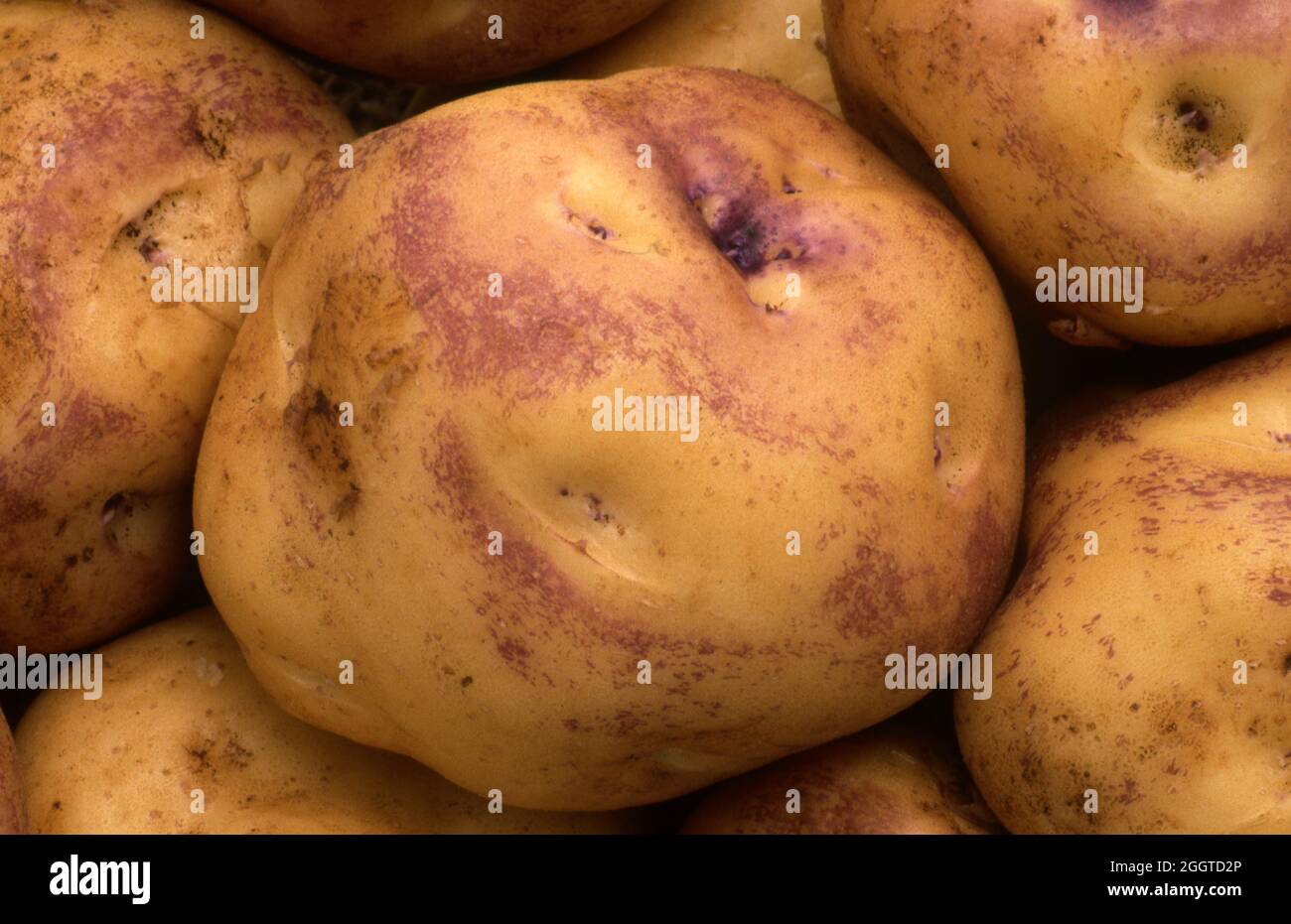 FRISCH GEERNTETE „PINK EYE“-KARTOFFELN (SOLANUM TUBEROSUM) Stockfoto