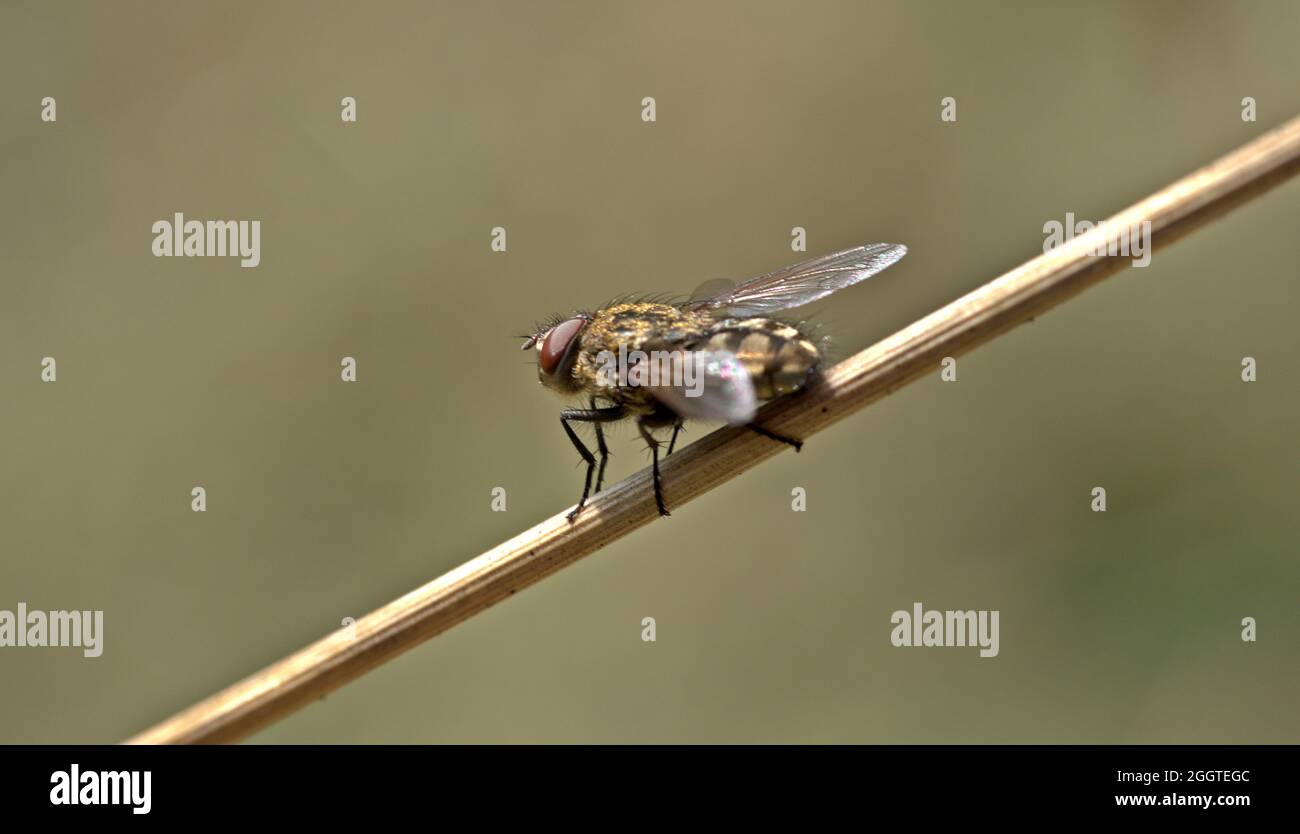 Eine Fliege macht eine Pause an einem toten Stiel Stockfoto