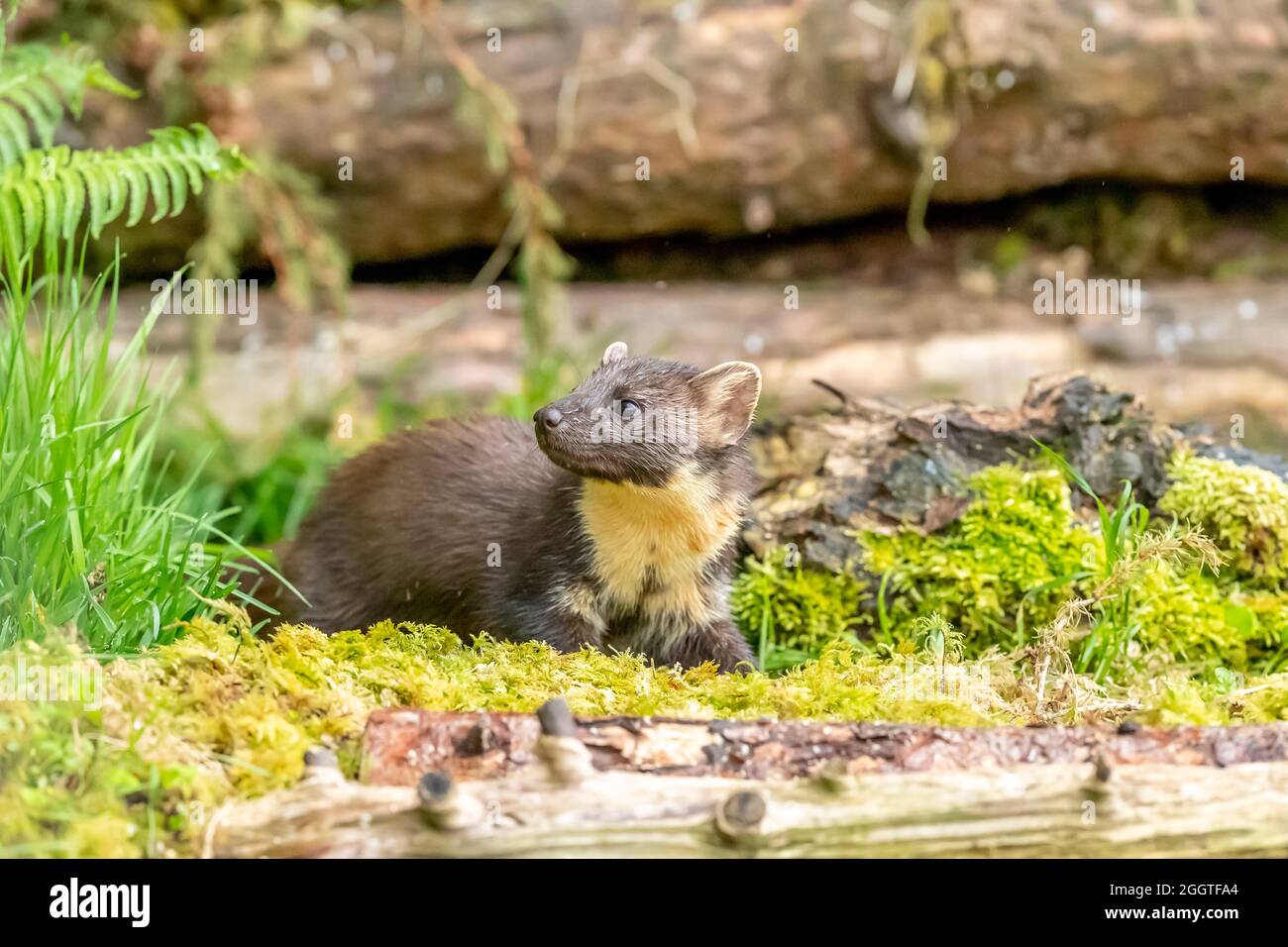 Europäischer Kiefernmarder (Martes martes), Perth & Kinross, Schottland Stockfoto