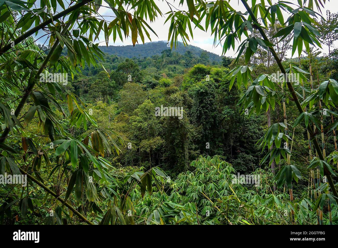 Grüne Dickichte des Dschungels in den Bergen Malaysias Stockfoto