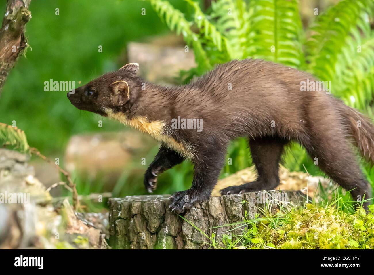 Europäischer Kiefernmarder (Martes martes), Perth & Kinross, Schottland Stockfoto