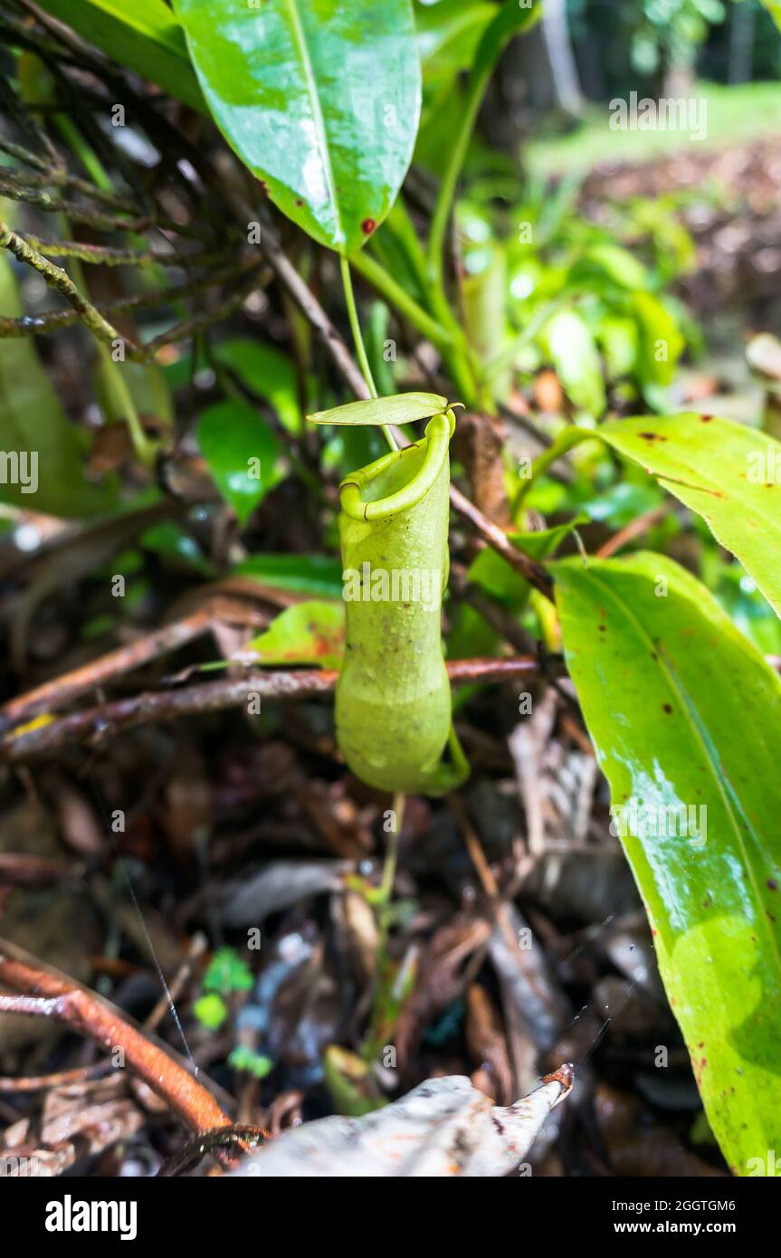 Kuching exotische blume Fotos und Bildmaterial in hoher Auflösung Alamy