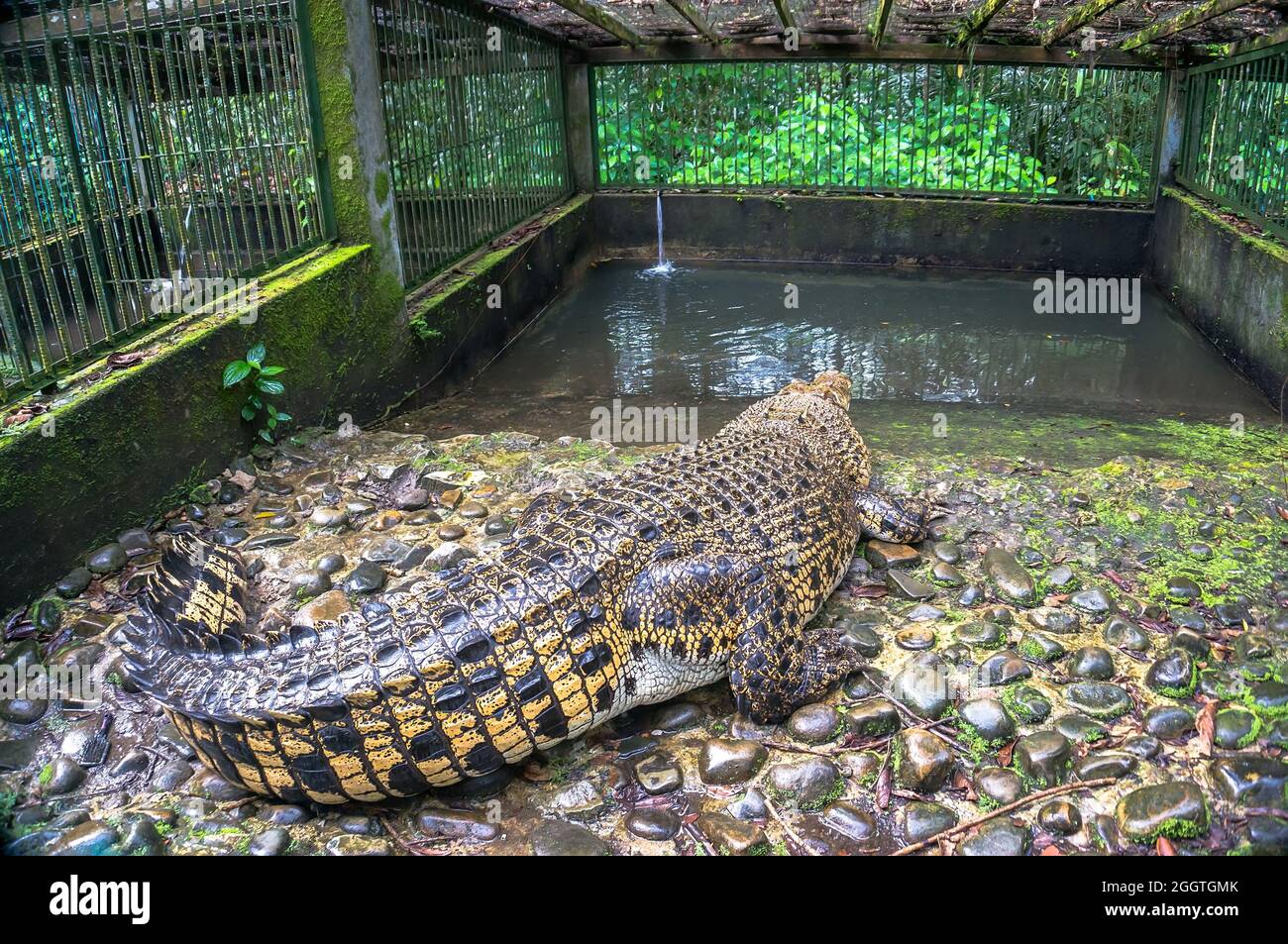 Riesiges riesiges Krokodil in einem Käfig im Park, Kalimantan Island Stockfoto