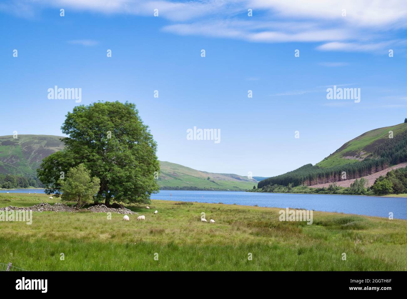 St. Marys Loch im Sommer. Scottish Borders, Schottland. Stockfoto