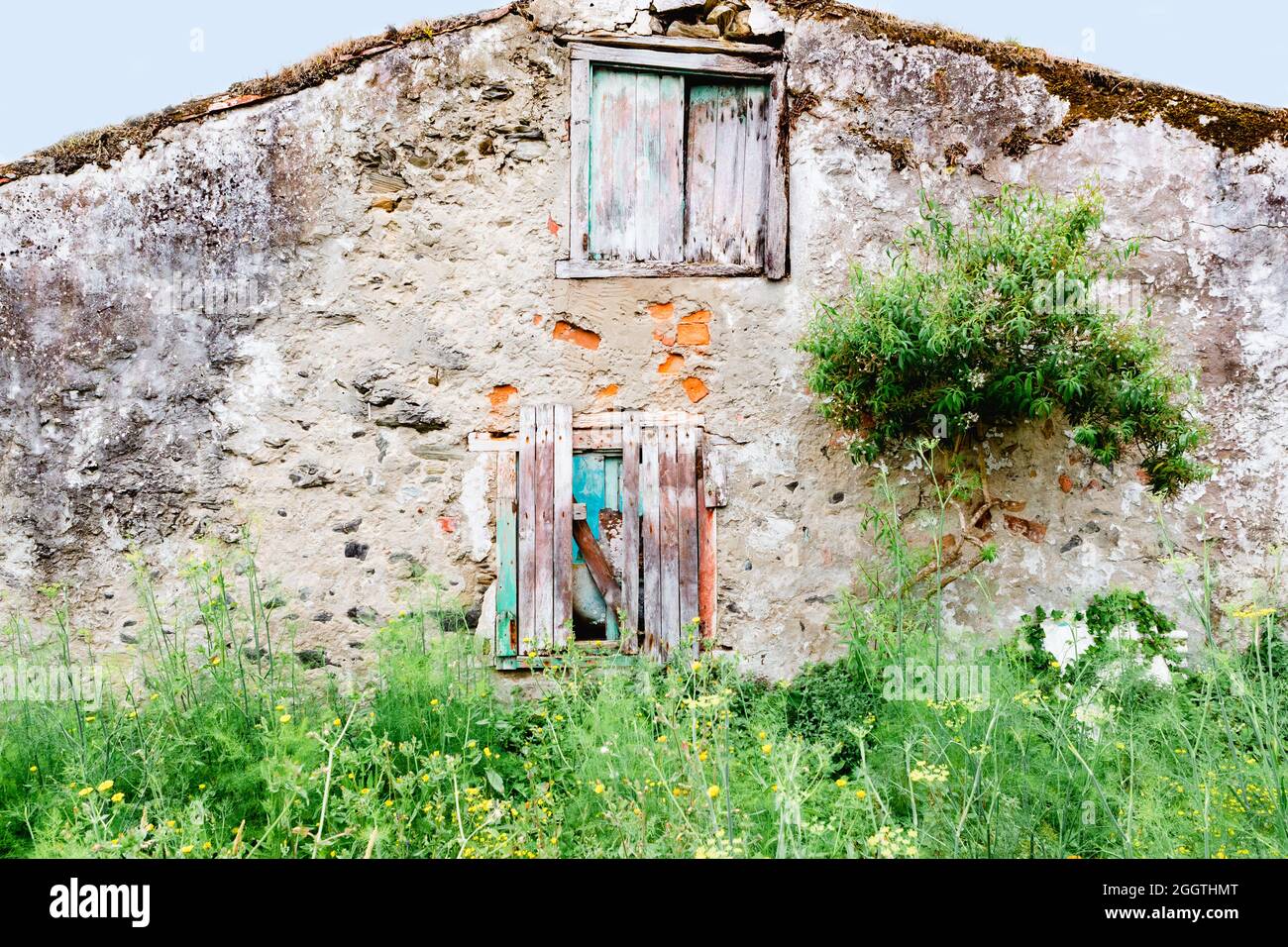 Estructura de la planta Fotos und Bildmaterial in hoher Auflösung Alamy