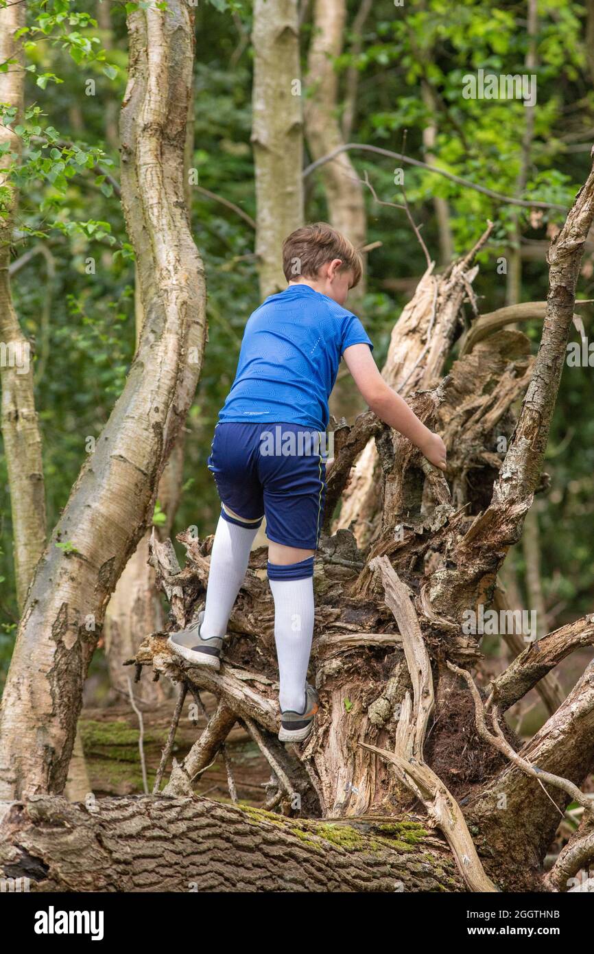 Jungen Freude, Überraschung, erkunden, trainieren, klettern, Lautstark, balanciert auf einem abgefallenen Baumstamm im Wald. Natur finden und entdecken Stockfoto