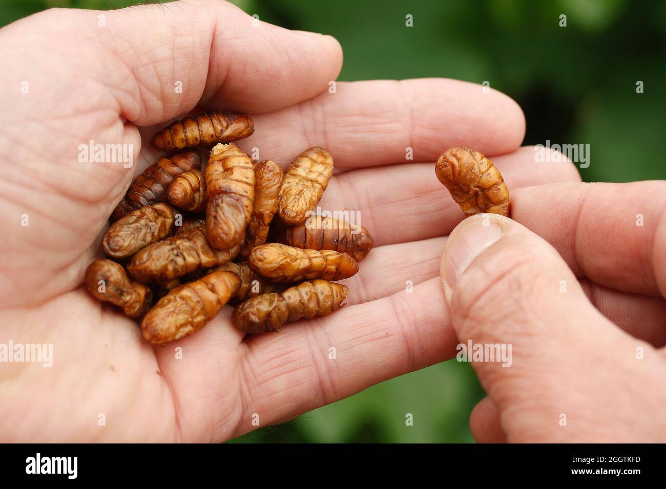 Essbare Insekten. Seidenraupen, Bombyx mori puppe. Stockfoto