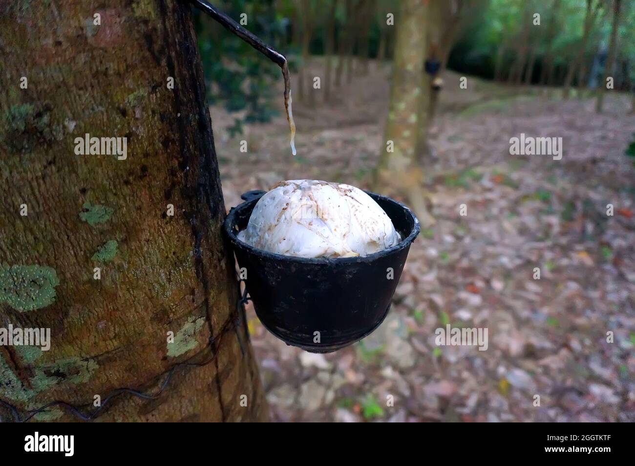 Gummibaum Plantage, Thailand. Wie man Gummi aus dem Gummibaum extrahiert. Stockfoto