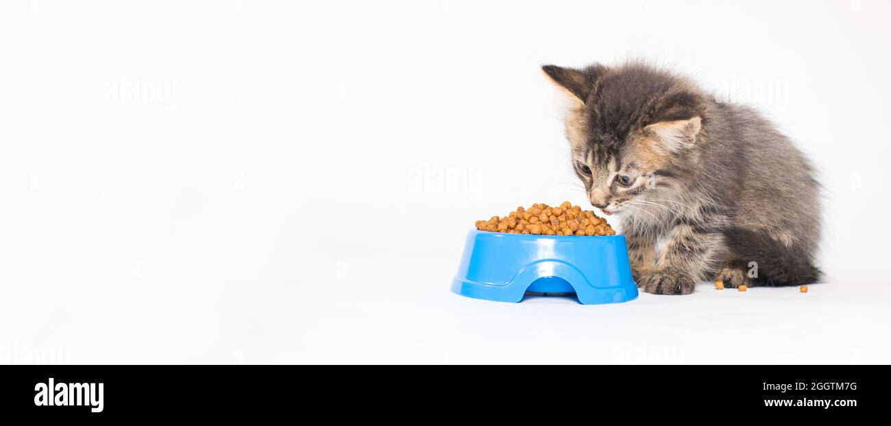 Ein Kätzchen isst Trockenfutter von einem blauen Teller auf einem weißen Hintergrundbanner mit einem Platz für Text für ein Geschäft für Tiere und Katzen Stockfoto