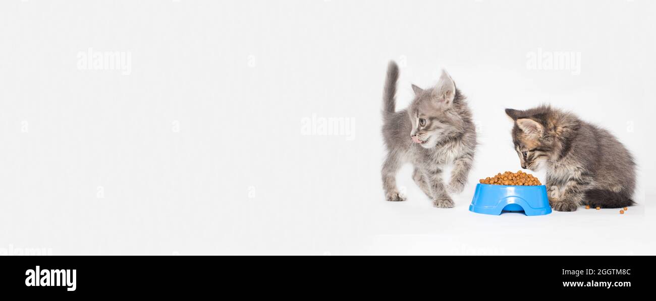 Zwei kleine graue Kätzchen essen Trockenfutter auf weißem Hintergrund. Futter für Katzen, Shop für Haustiere lange Banner Platz für Text Stockfoto