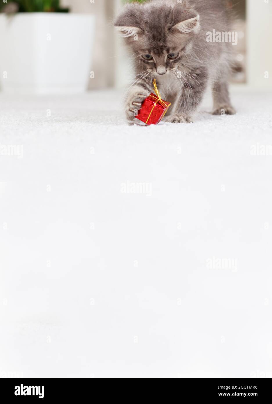 Vertikales Banner mit einer Katze mit einem Platz für Ihren Text. Ein flauschiges graues Kätzchen spielt mit einer Geschenkbox. Spielzeug und Waren für Tiere, Tierhandlung. Stockfoto