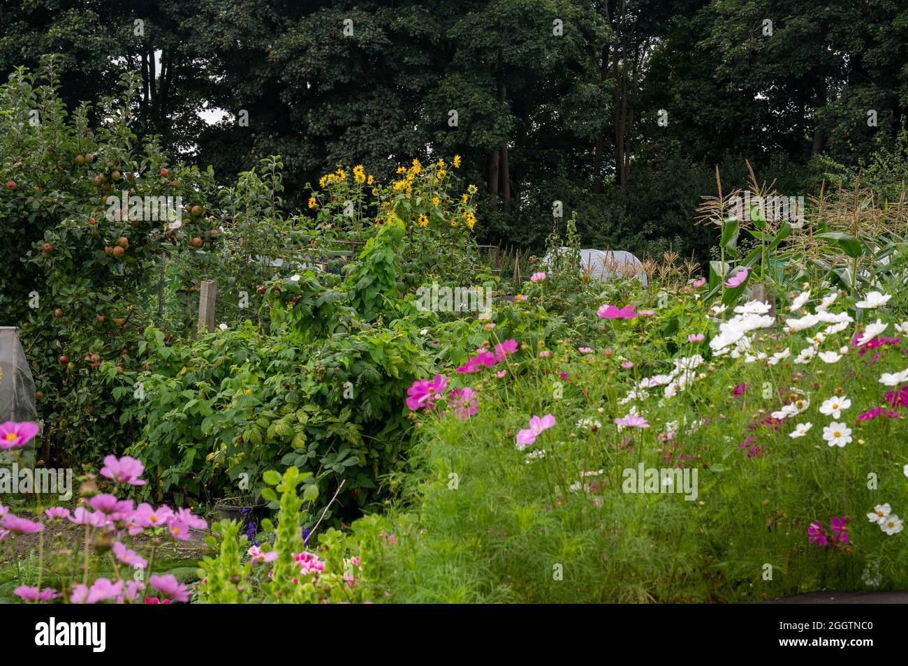 Ein Blick auf einige Norfolk-Schrebergarten mit Gemüse und Blumen, die im Sommer wachsen Stockfoto