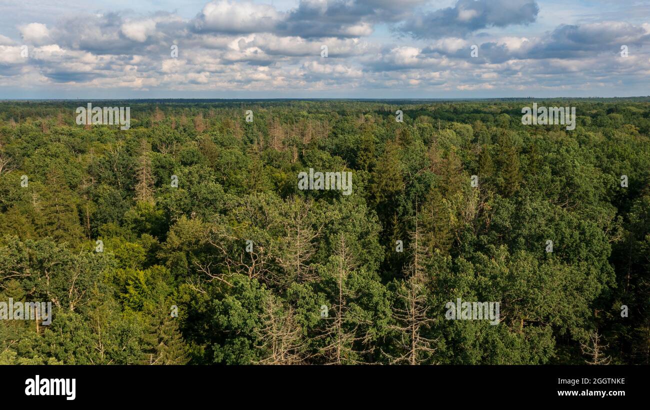 Polnischer Teil des Waldes von Bialowieza nach Osten von der Luftaufnahme von der Stadt aus mit einigen toten Bäumen im Vordergrund, Wald von Bialowieza, Polen, Europa Stockfoto