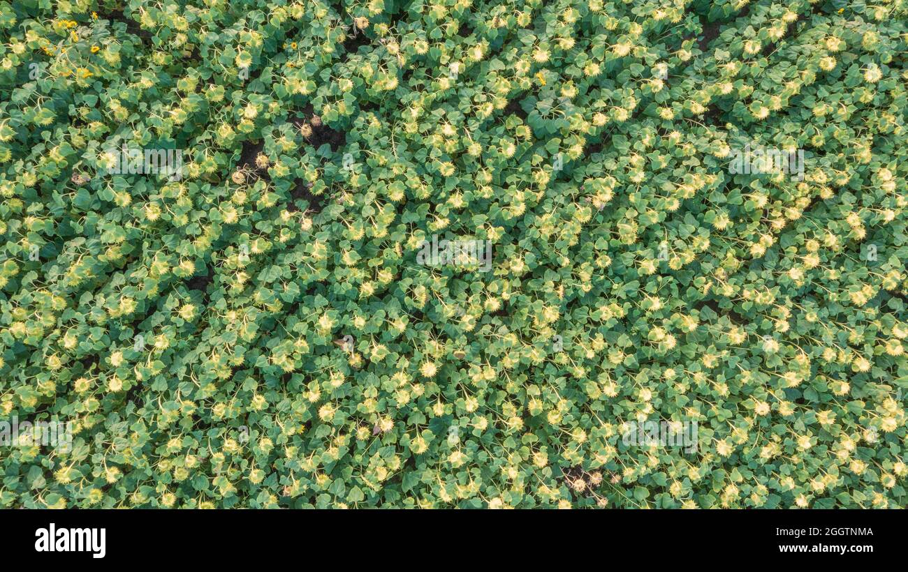Reihen von Sonnenblumen bereit zur Ernte Feld Draufsicht, Woiwodschaft Podlachie, Polen, Europa Stockfoto
