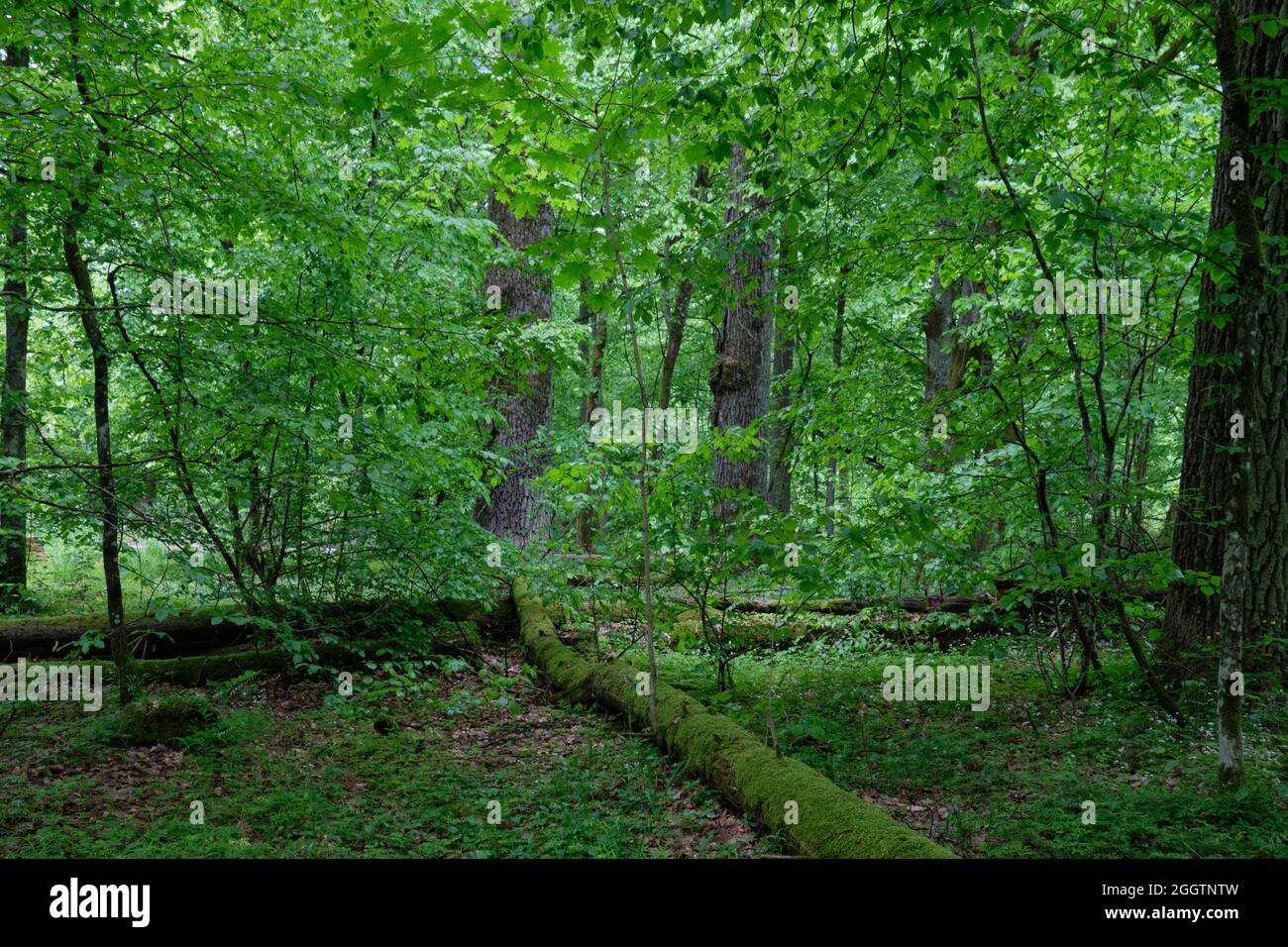 Natürliche Laubbäume stehen mit alten Eichen und Hainbuche um, Bialowieza Wald, Polen, Europa Stockfoto