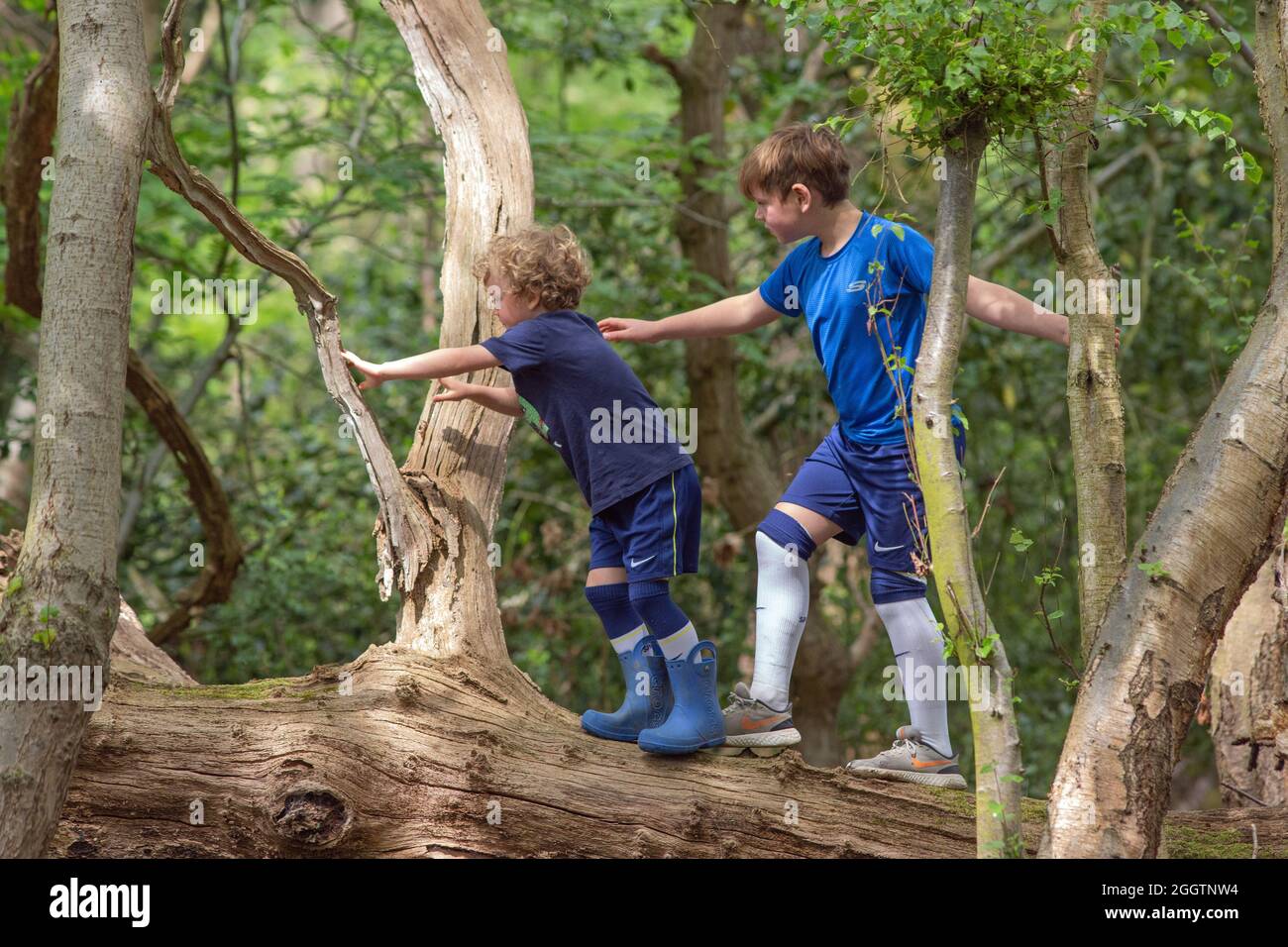 Zwei junge Jungen, Brüder, Geschwister, klettern, klammernden, Balanciert auf einem abgefallenen toten Baumstamm im Wald. Instinktive BrachiatPrimatenbewegung sein Stockfoto