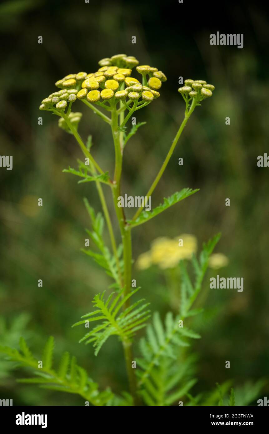 Tanacetum vulgare, gelbe, gewöhnliche Blütenpracht Stockfoto