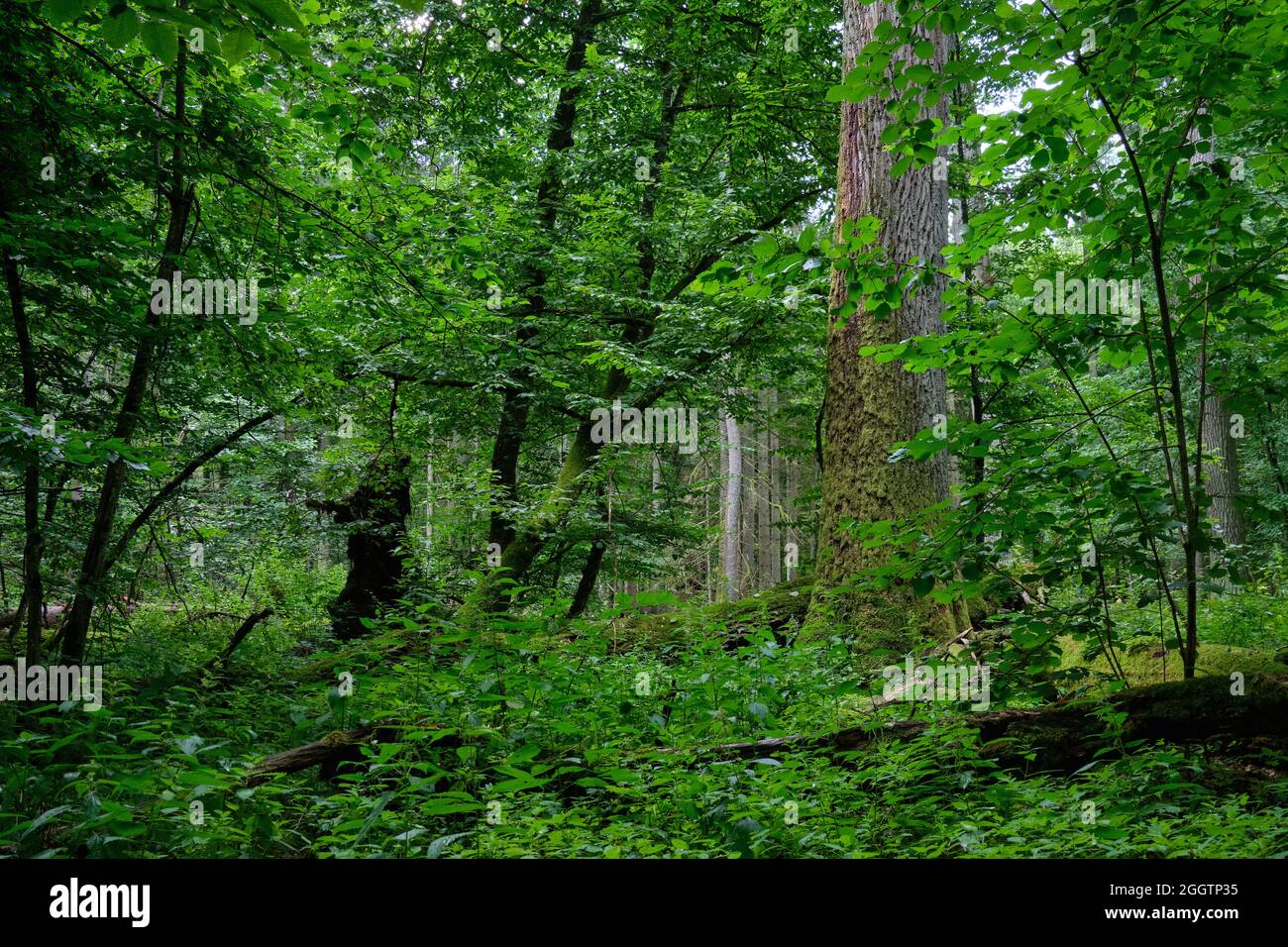 Sommergrüner Wald mit alter monumentaler Eiche im Hintergrund, Bialowieza Wald, Polen, Europa Stockfoto