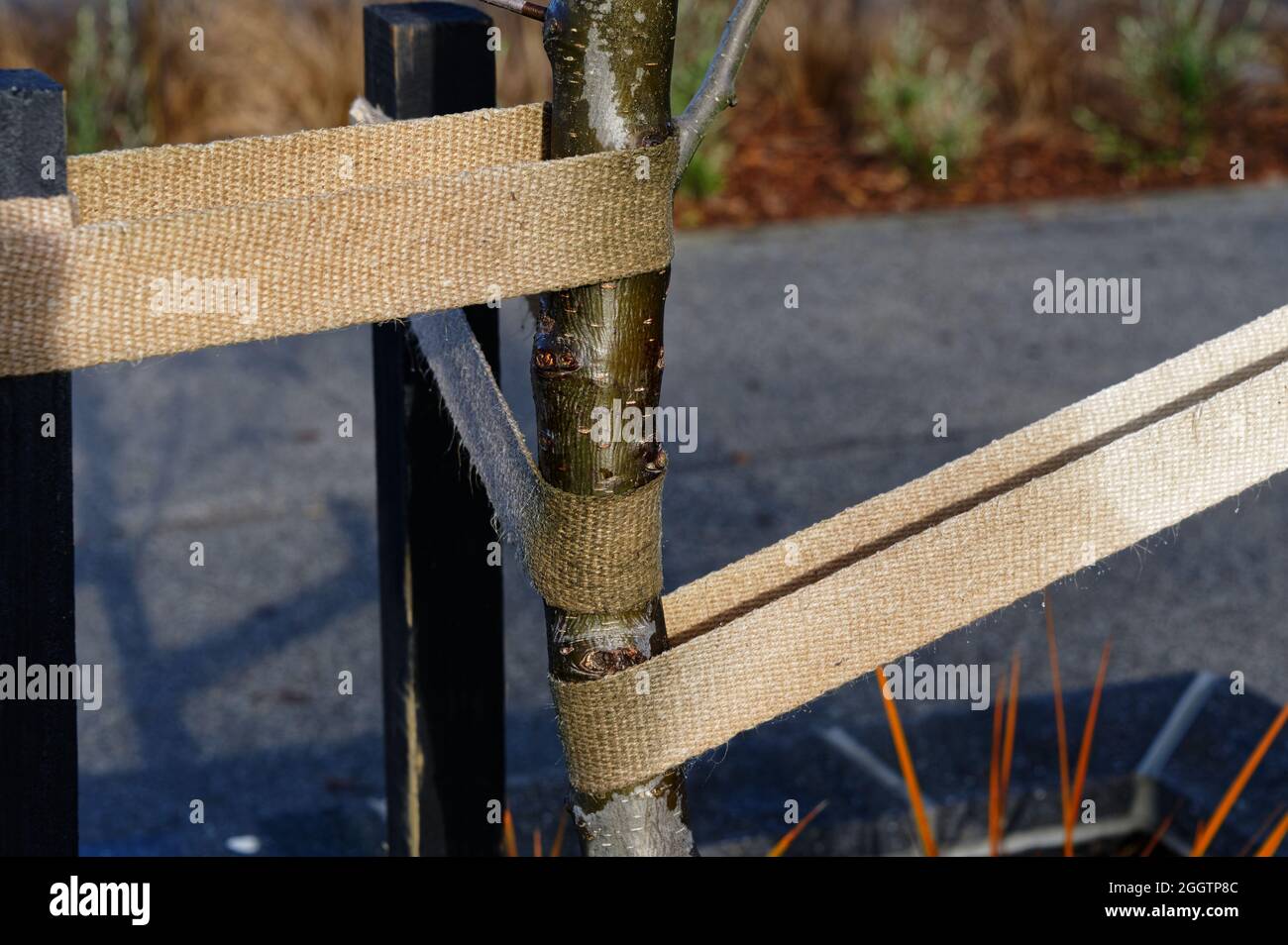 Hessische Gurte werden verwendet, um einen neu gepflanzten Baum zu stützen, sie werden an verschiedenen Richtungen befestigt, um die Unterstützung zu gewährleisten Stockfoto