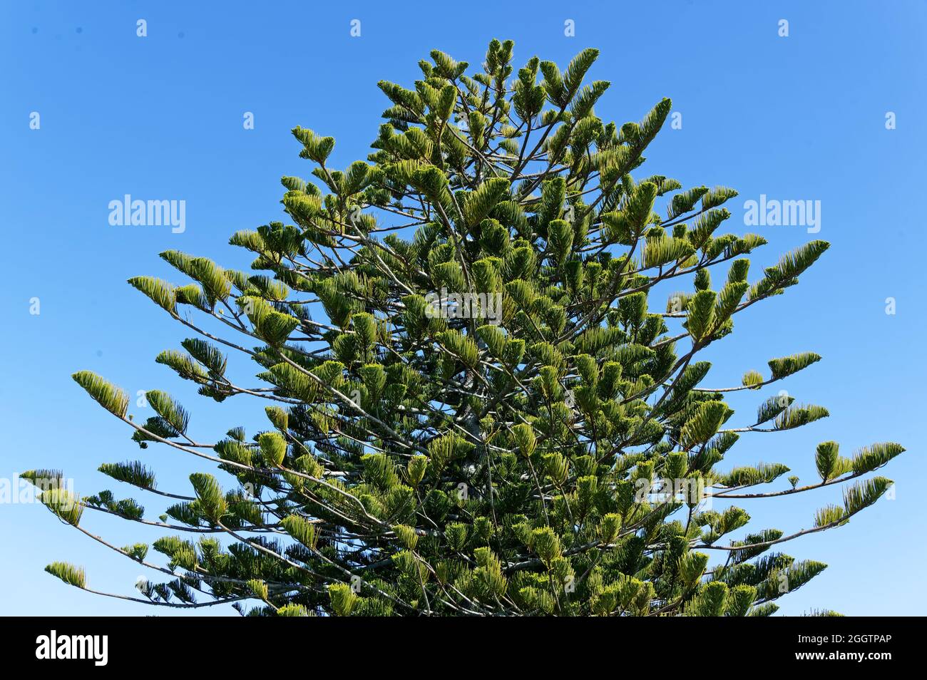 Kontrastierende Farben, das Dunkelgrün eines Baumes, Araucaria heterophylla oder die Norfolk Island Pine, gegen das Blau des Himmels Stockfoto