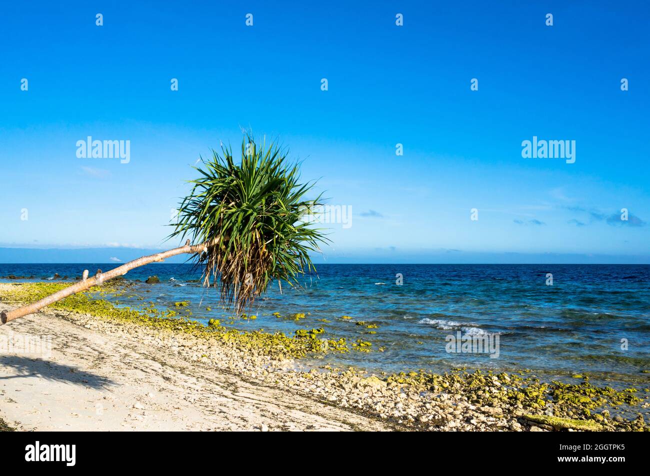 Palma aber der Hintergrund des blauen Meeres und weißen Sand und Steine, philippinen Stockfoto