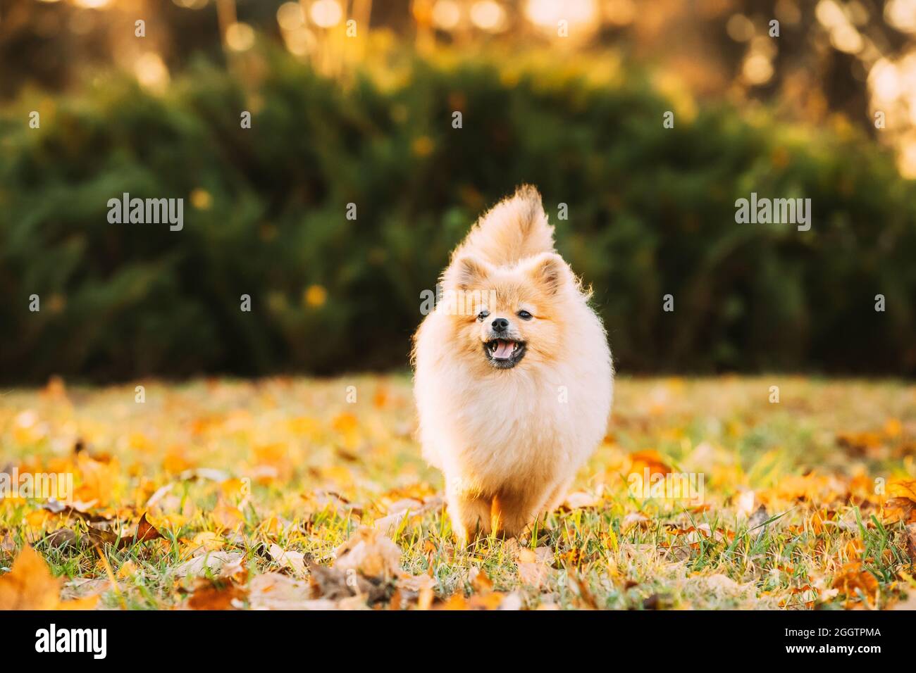 Lustige Junge Glücklich Red Puppy Pommern Spitz Welpen Hund Glücklich Spielen Im Freien Im Herbst Gras Stockfoto