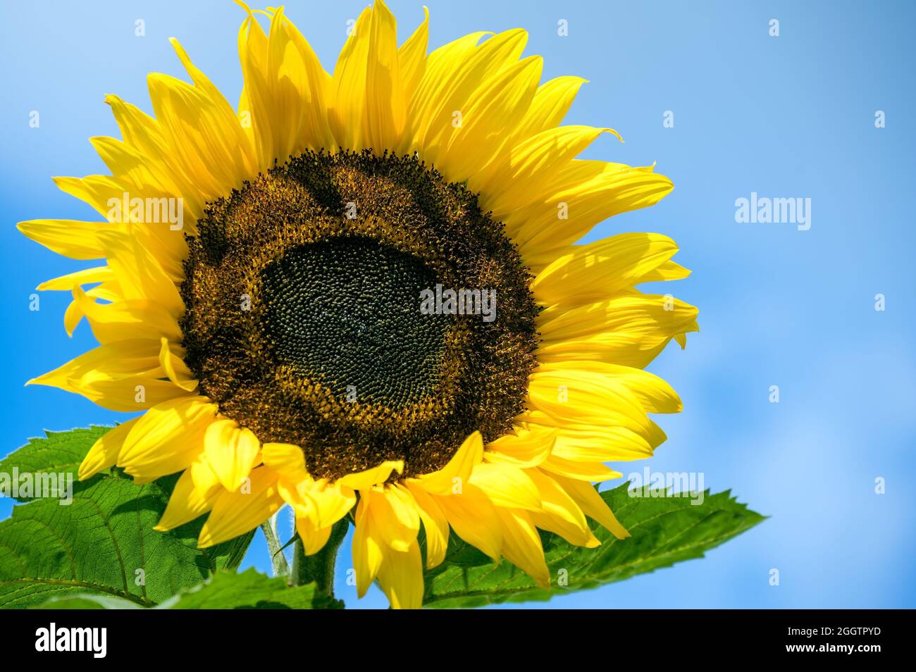 Sonnenblumenblüte gegen weiß-blauen Himmel Stockfoto