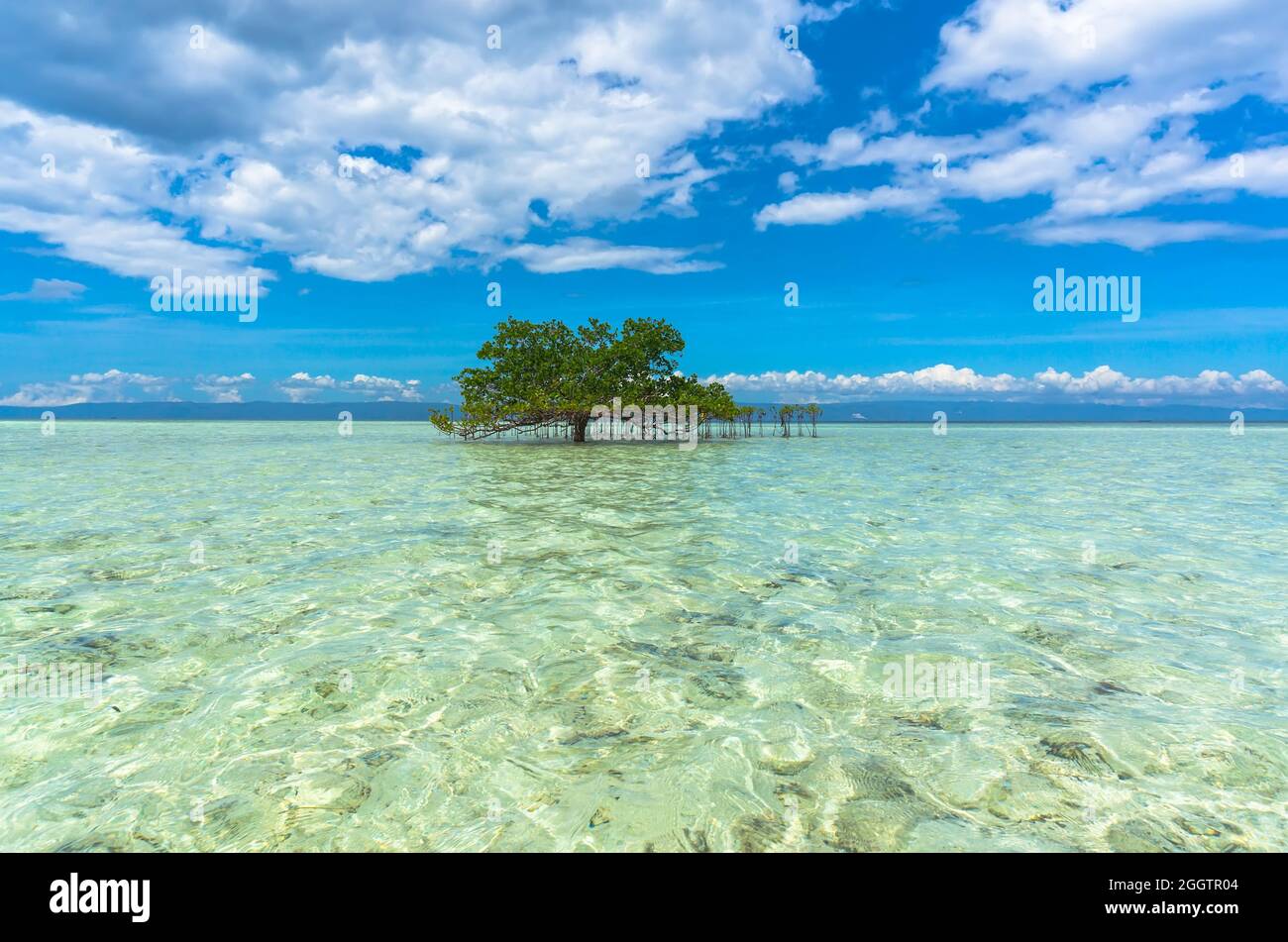Grüner Baum in kristallklarem Wasser in der Mitte des Meeres auf einem schönen Hintergrund Stockfoto