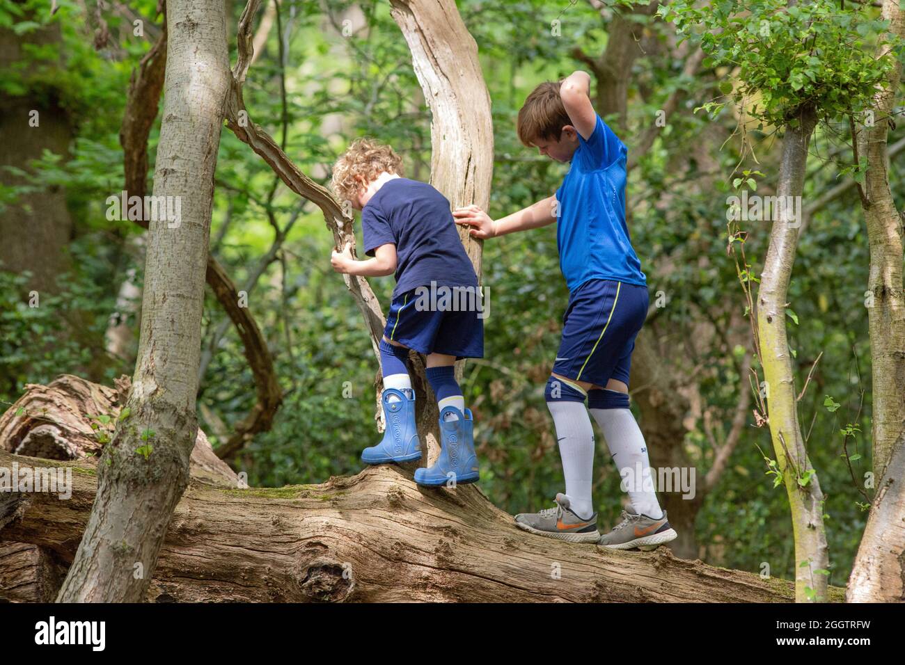 Zwei junge Jungen, Brüder, Geschwister, klettern, klammernden, Balanciert auf einem abgefallenen toten Baumstamm im Wald. Gemeinsame Naturfindung und -Entdeckung. Rura Stockfoto