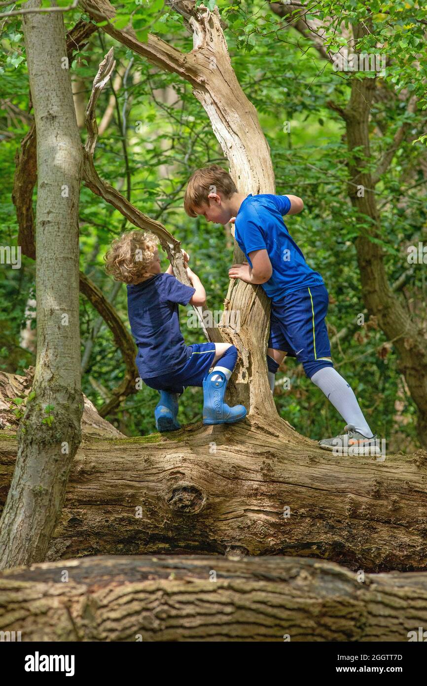 Zwei junge Jungen, Brüder, Geschwister, klettern, klammernden, Balanciert auf einem abgefallenen toten Baumstamm im Wald. Gemeinsame Naturfindung und -Entdeckung. Rura Stockfoto