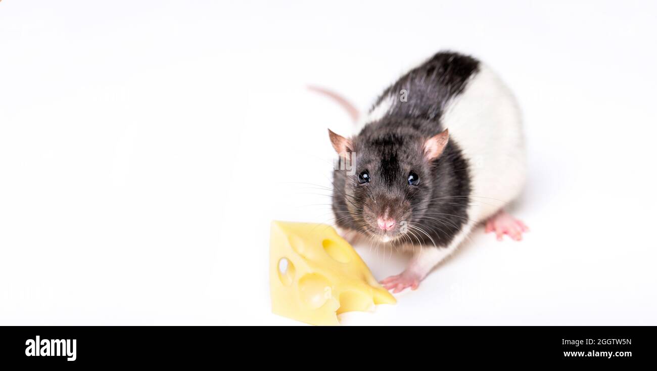 Kleine Maus versucht, ein Stück Käse zu bewegen. Käse und Maus. Maus mit einer Scheibe Schweizer Käse isoliert auf weiß Stockfoto