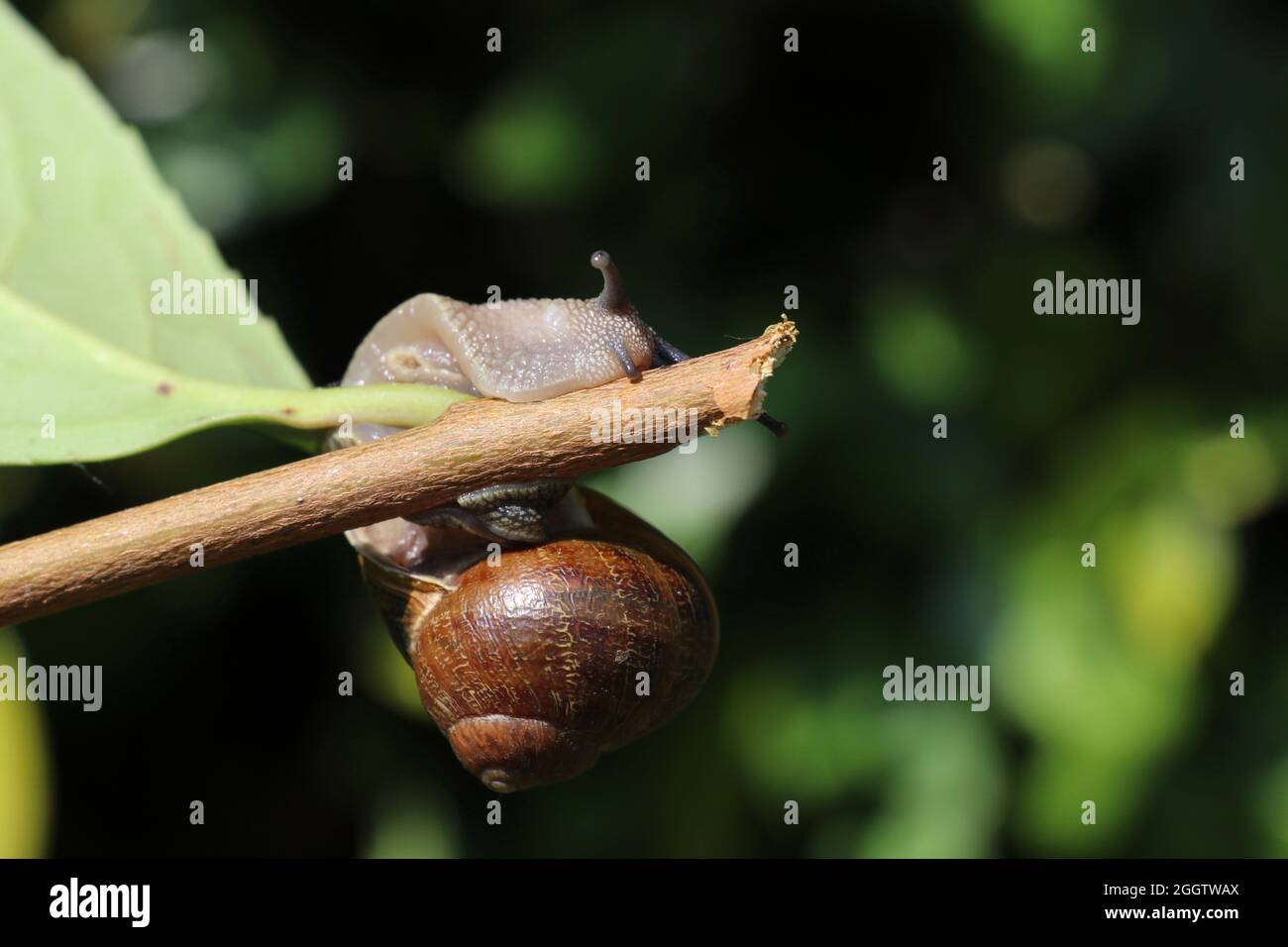 Schnecke versucht, um einen Stock zu klettern Stockfoto