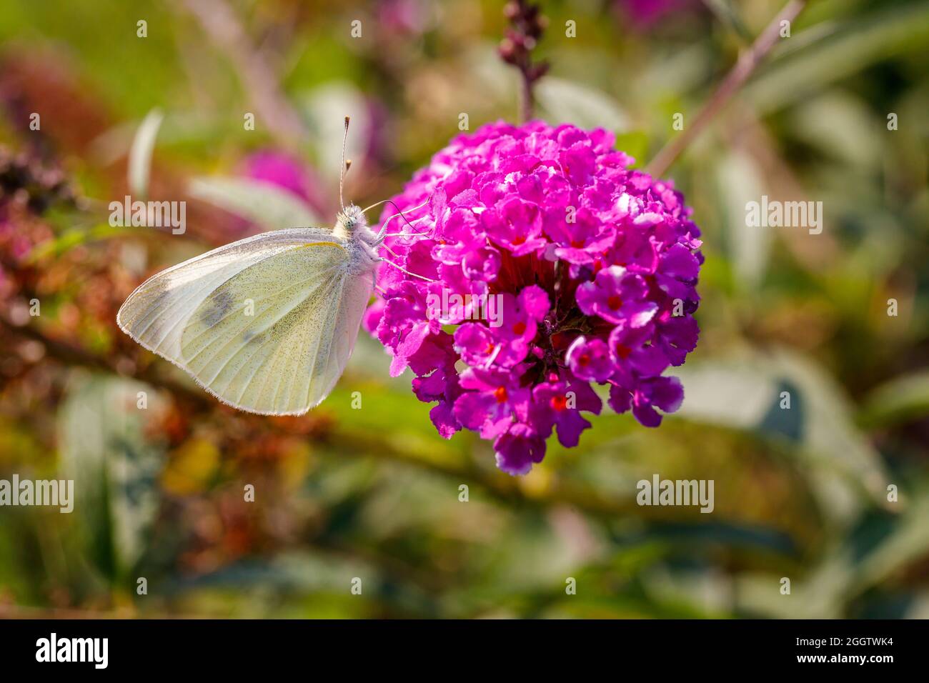 Weißer Schmetterling auf einer Fliederblüte Stockfoto