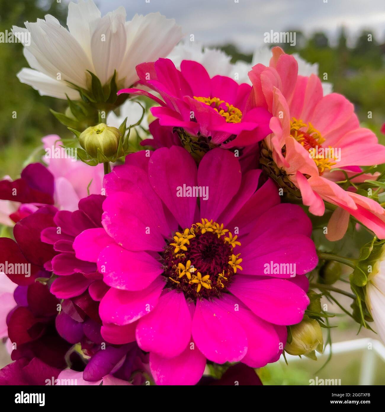 Frisch gepflückt Blumenstrauß auf Zuteilung Website. Stockfoto