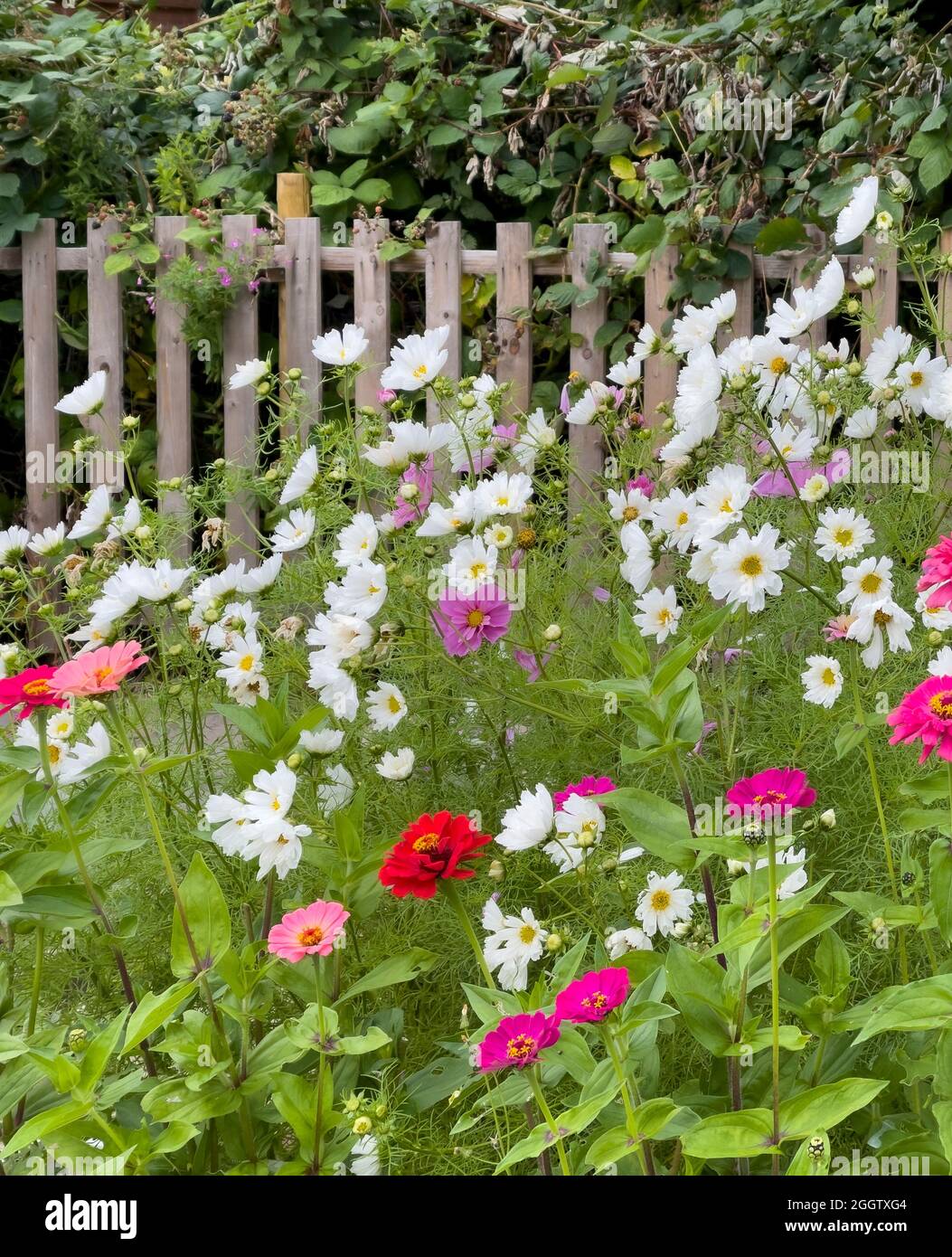 Blumen auf Schrebergstelle Stockfoto