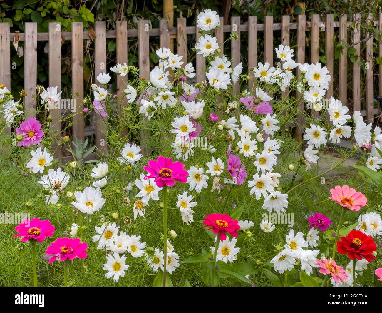 Schnitt Blumenbeet auf einer Zuteilung Website Stockfoto