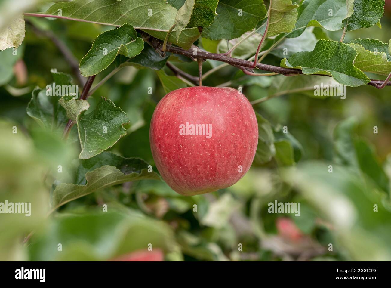 apfel (Malus domestica 'Renora', Malus domestica Renora), Äpfel auf einem tre, Sorte Renora Stockfoto