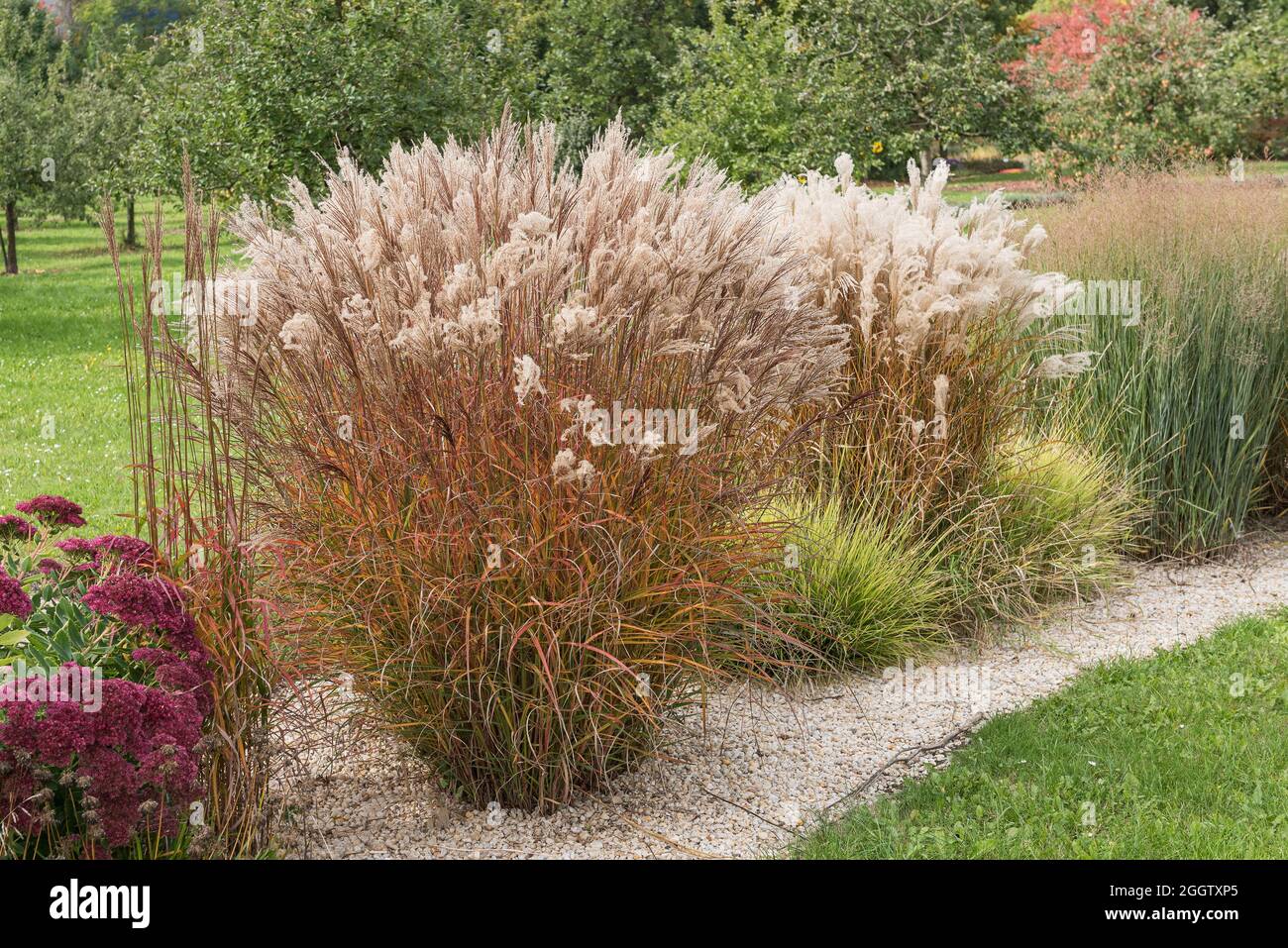 Chinesisches Silbergras, Zebragras, Tigergras (Miscanthus sinensis 'Flammenmeer', Miscanthus sinensis Flammenmeer), Sorte Flammenmeer Stockfoto