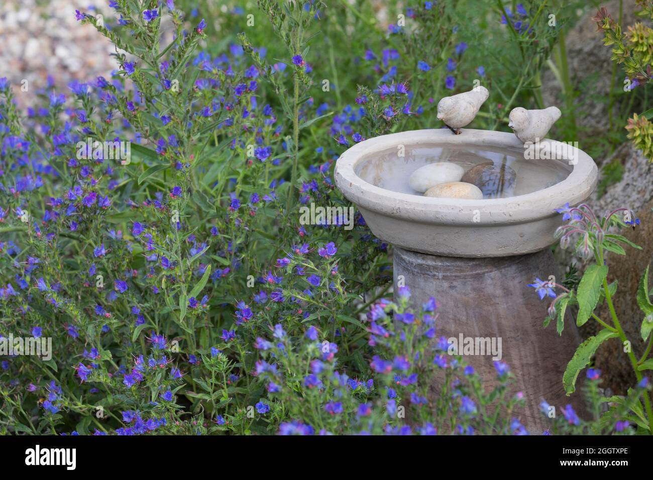 Bewässerungsort für Vögel im Garten, Deutschland Stockfoto