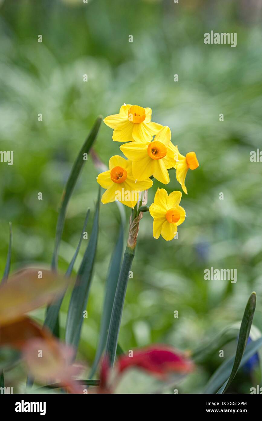 jonquil (Narcissus jonquilla 'Martinette', Narcissus jonquilla Martinette), blühend, Sorte Martinette, Deutschland Stockfoto