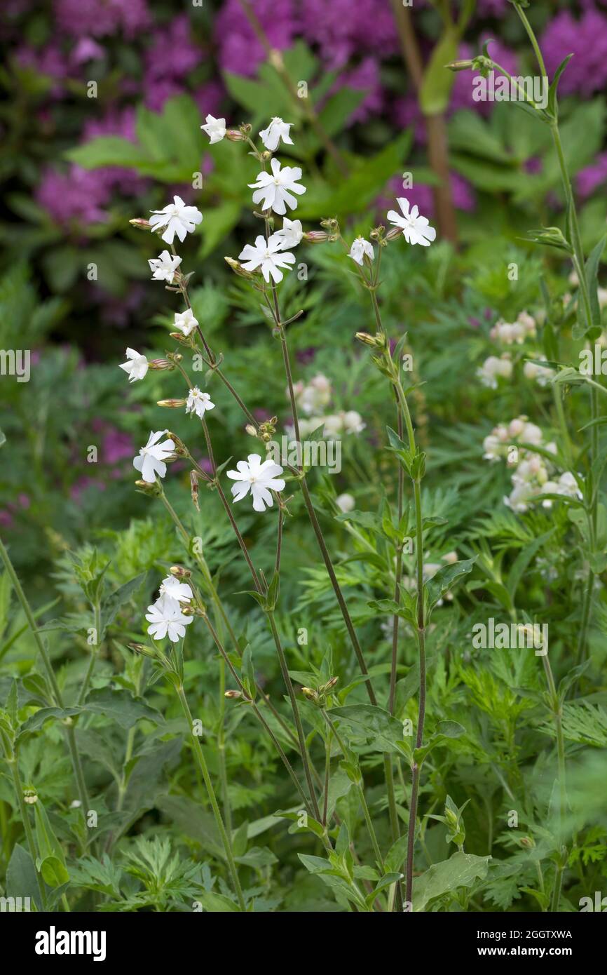 White Campion (Silene Latifolia Subspecies Alba, Silene Alba, Silene Pratensis, Melandrium Album), blühend, Deutschland Stockfoto