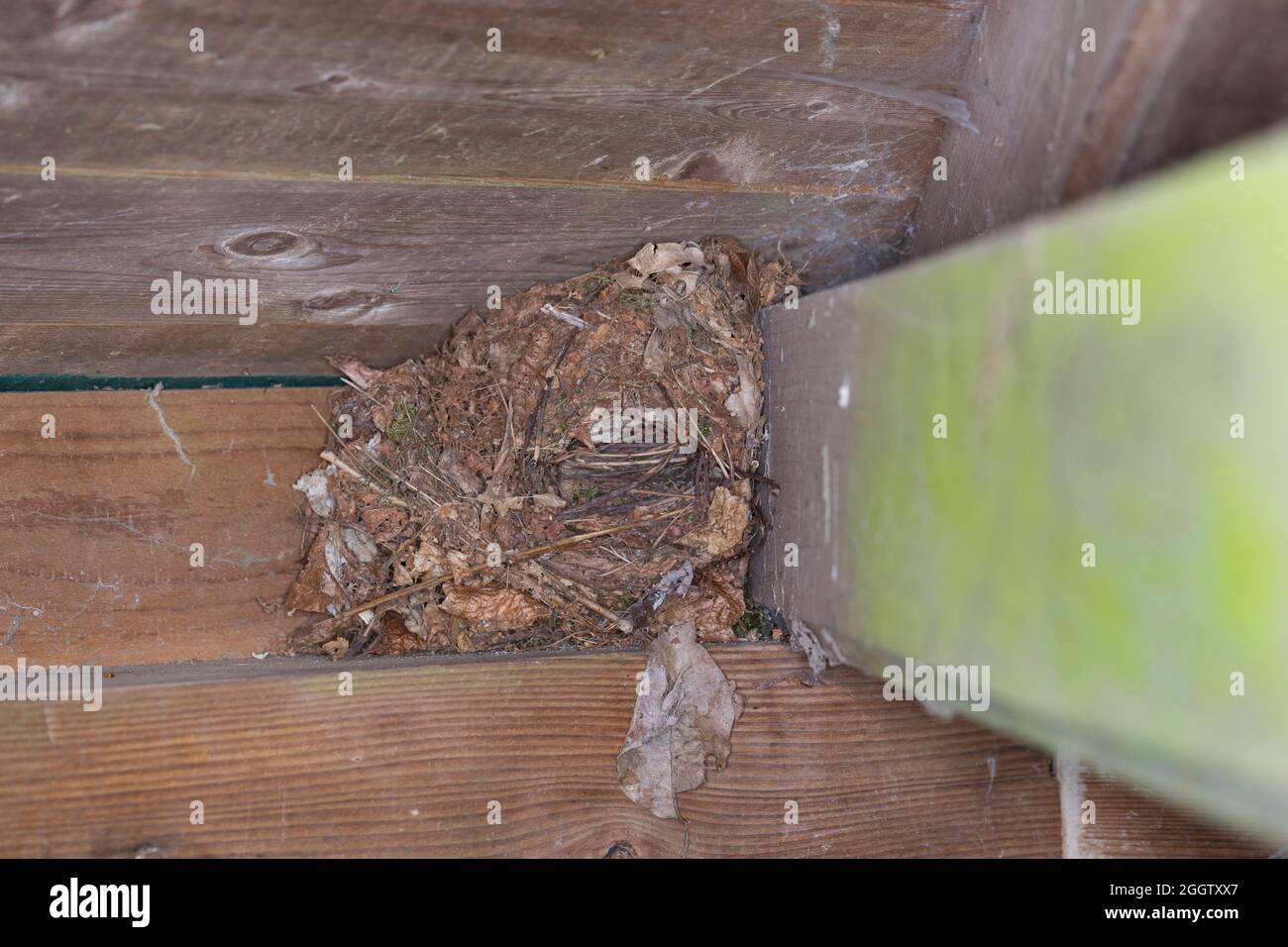 Winterzackmäher (Troglodytes troglodytes), Nest eines Zackmädels, Kugelnest auf einer Theke eines Laubmädels, Deutschland Stockfoto