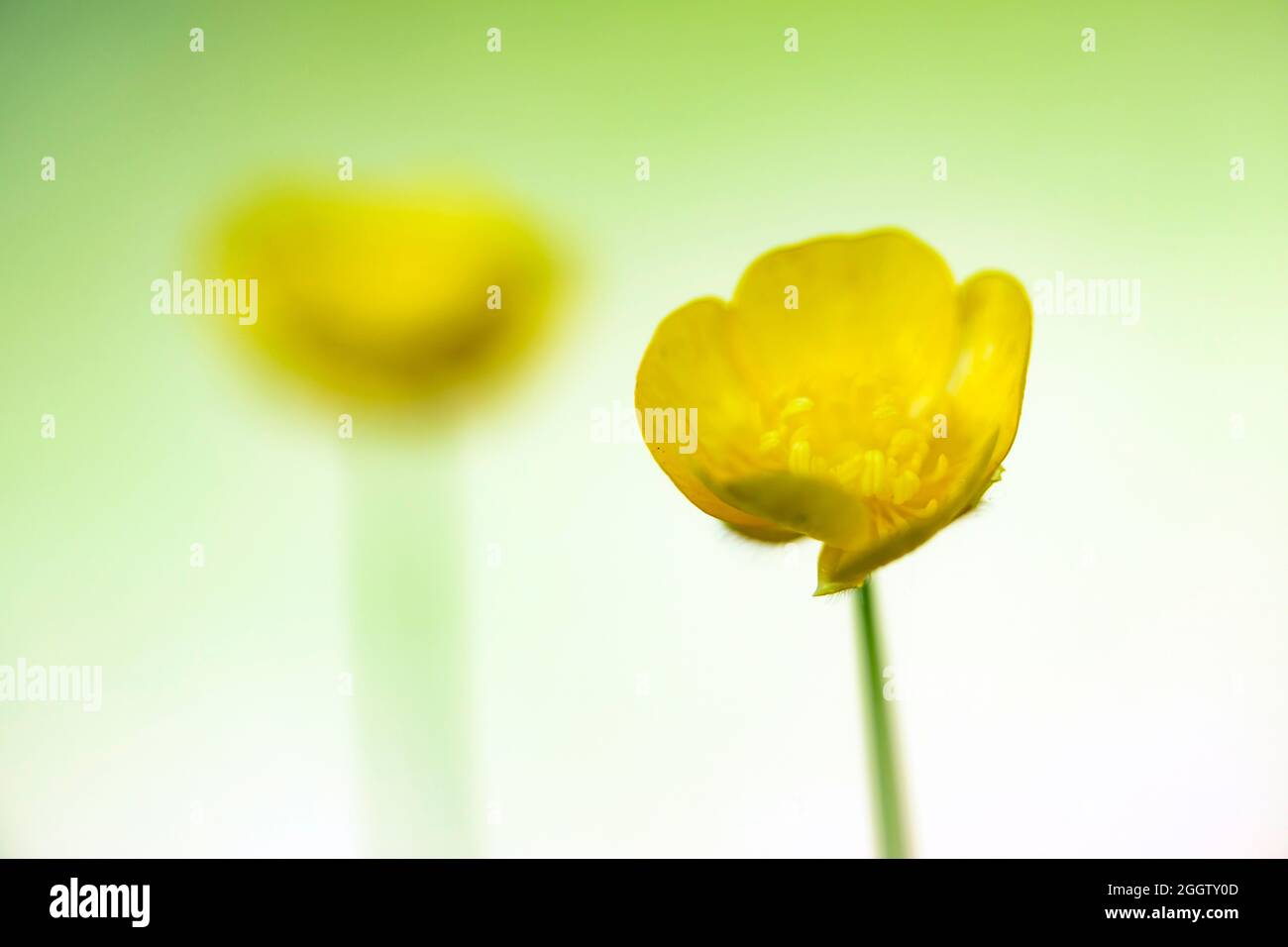 Hoher Butterhut, aufrechter Wiesenkrähenfuß (Ranunculus acris, Ranunculus acer), Blume, eine weitere im Hintergrund verschwommene Blume, Deutschland, Bayern Stockfoto