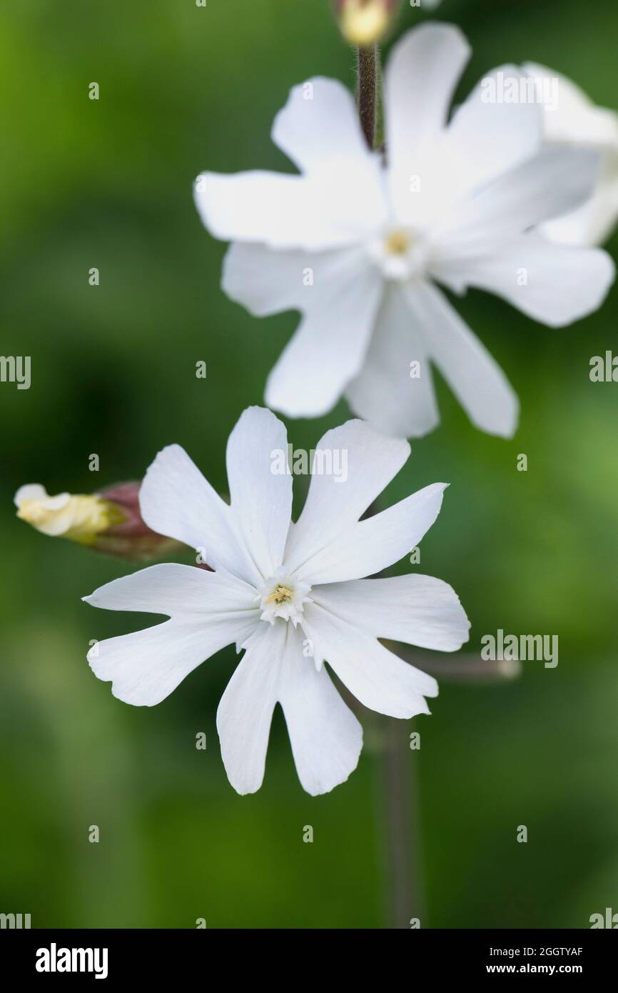 White Campion (Silene Latifolia Subspecies Alba, Silene Alba, Silene Pratensis, Melandrium Album), Blume, Deutschland Stockfoto