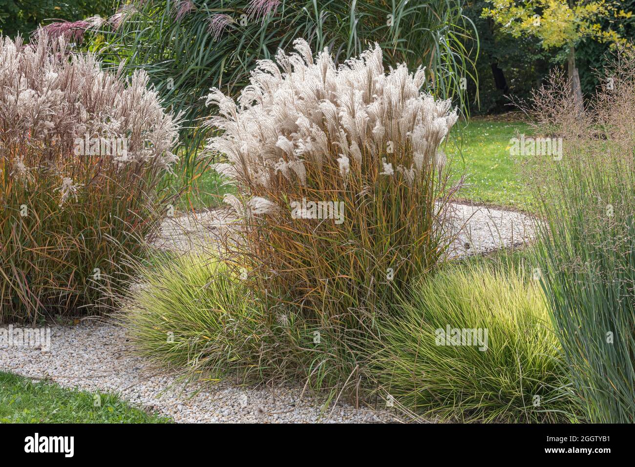 Chinesisches Silbergras, Zebragras, Tigergras (Miscanthus sinensis 'kleine Fontaene', Miscanthus sinensis kleine Fontaene), Sorte Flammenmeer Stockfoto