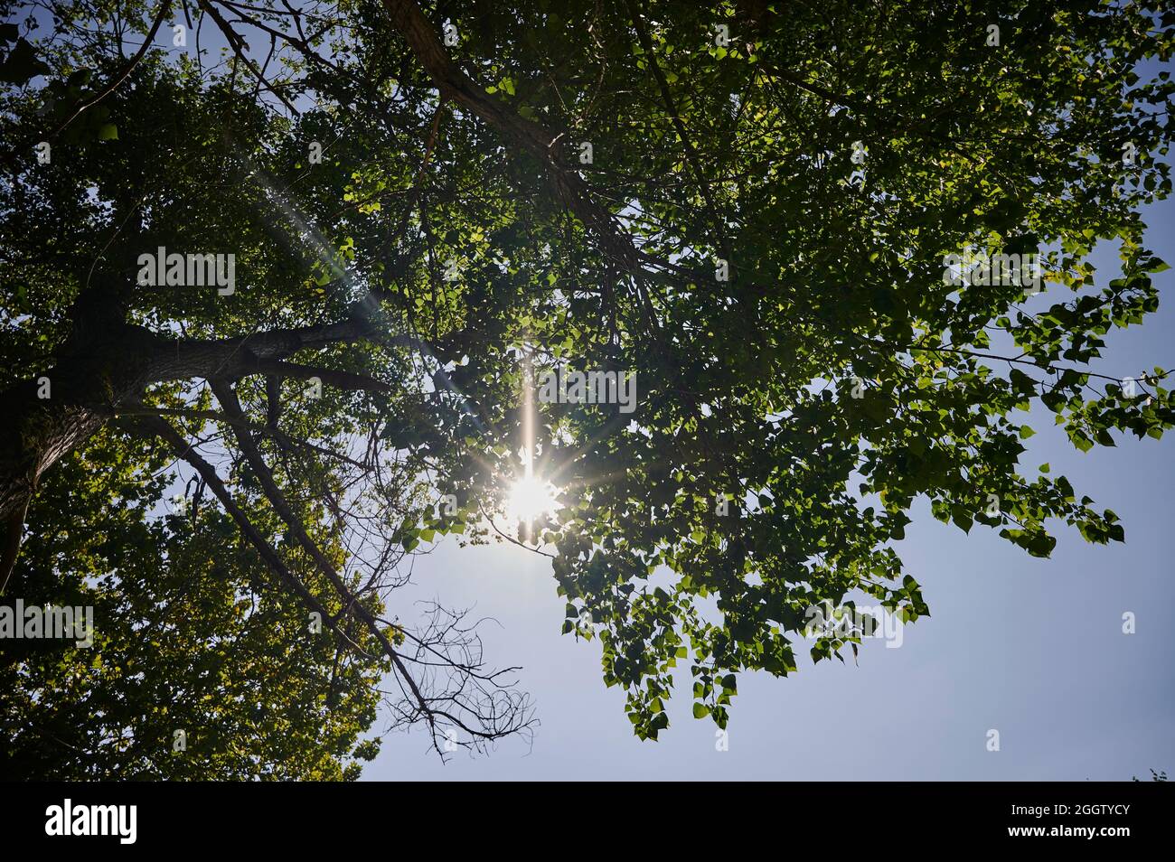 Sonnenstrahl, der durch die Blätter eines Baumes filtert Stockfoto