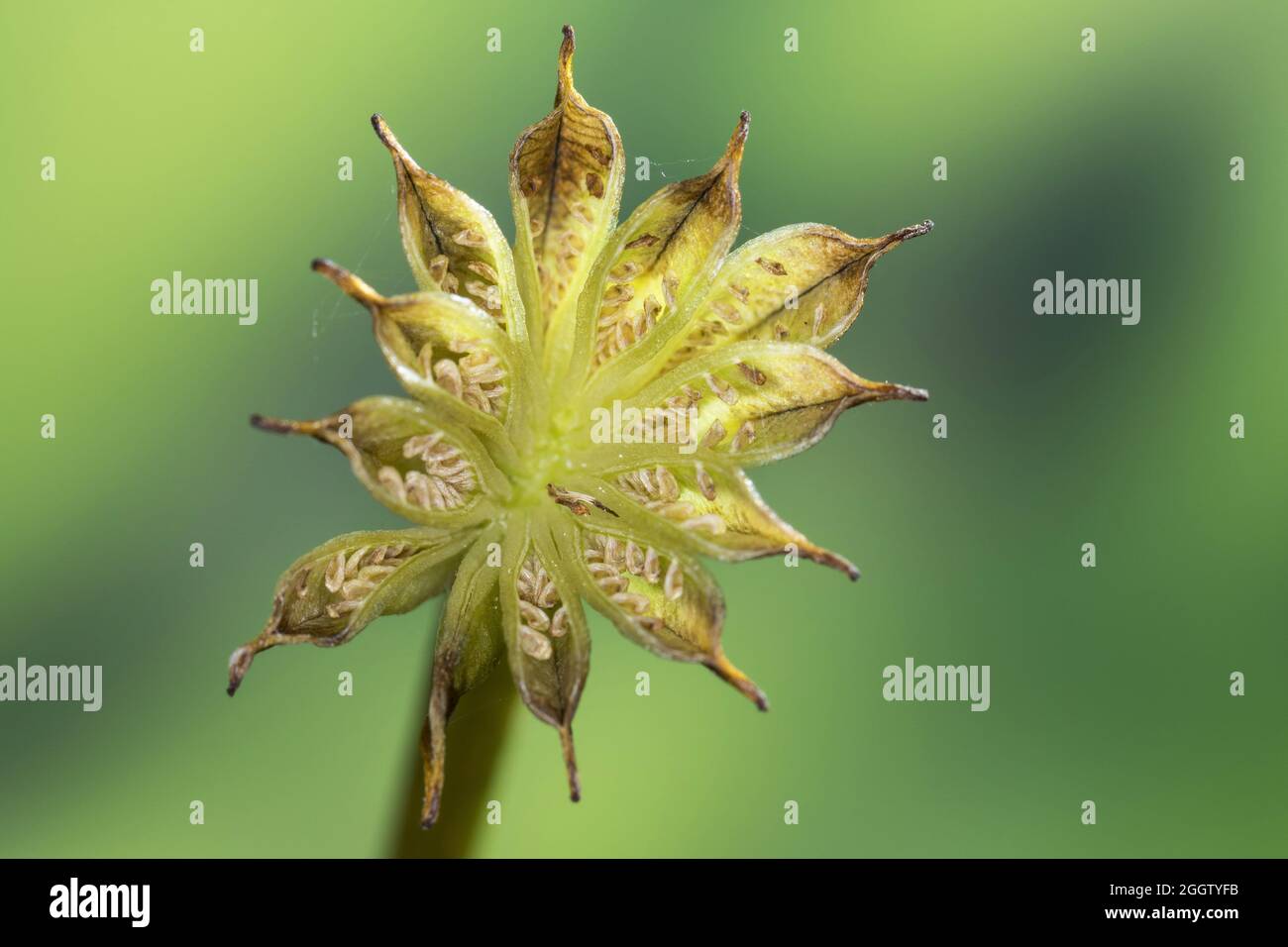 marsh Ringelblume (Caltha palustris), Infrastruktur, Deutschland Stockfoto