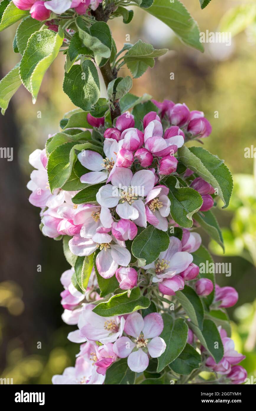 aplle-Baum (Malus domestica 'Greencats', Malus domestica Greencats), blühender Zweig, Sorte Greencats, Deutschland Stockfoto